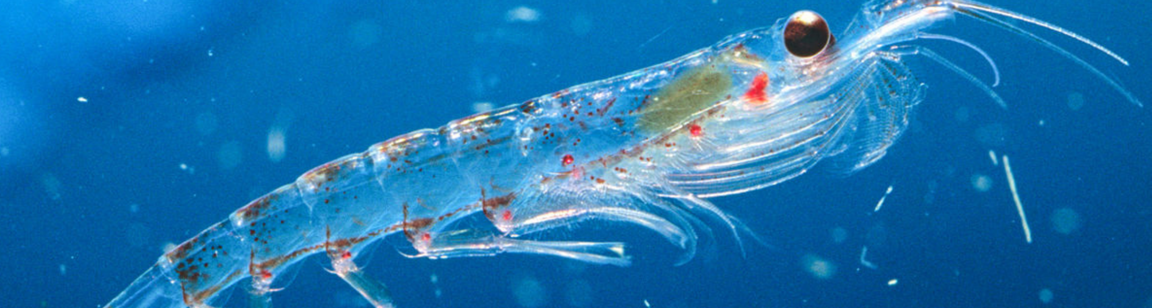 Antarktický krill je malý korýš, jehož druh obýval téměř celý jižní oceán.